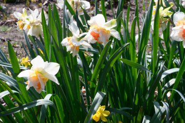 Baharın güneşli günlerinde bahçede yetişen güzel nergisler 