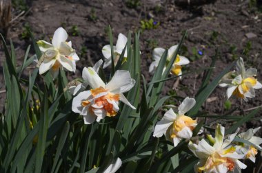 Baharın güneşli günlerinde bahçede yetişen güzel nergisler 