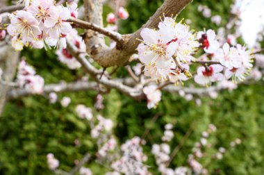 Güzel çiçekli kiraz ağacı dalları, yakın plan, bahar konsepti.  