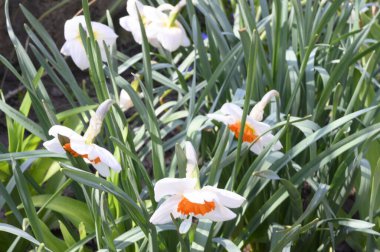 Baharın güneşli günlerinde bahçede yetişen güzel nergisler 