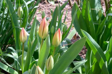 Baharın güneşli günlerinde bahçede büyüyen güzel laleler. 