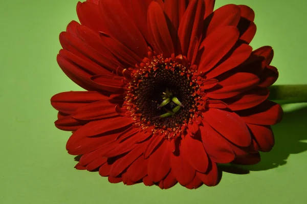 Bela Flor Gerbera Fundo Brilhante Conceito Primavera Vista Próxima — Fotografia de Stock