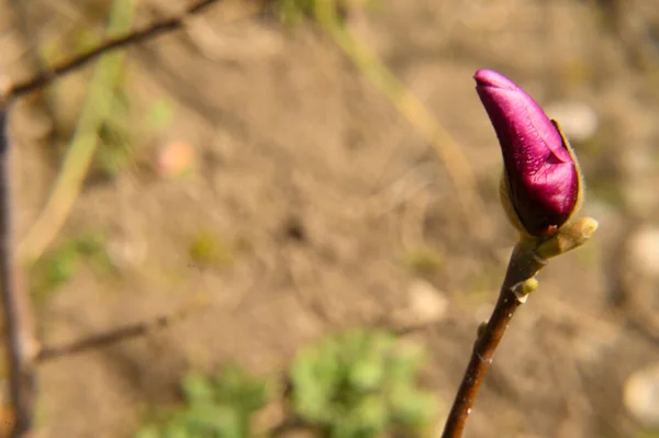 Schöne Blume Wächst Garten Sonnigen Frühlingstag — Stockfoto