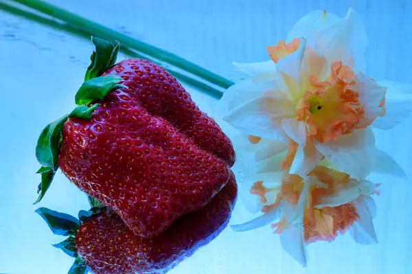 Schöne Narzissenblüte Und Erdbeere Auf Spiegelhintergrund Frühlingskonzept Nahsicht — Stockfoto