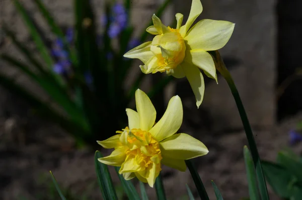 Belos Narcisos Crescendo Jardim Dia Ensolarado Primavera — Fotografia de Stock