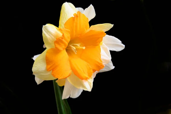 Piękny Żonkil Kwiat Ciemnym Tle Koncepcja Wiosna Widok Bliska — Zdjęcie stockowe
