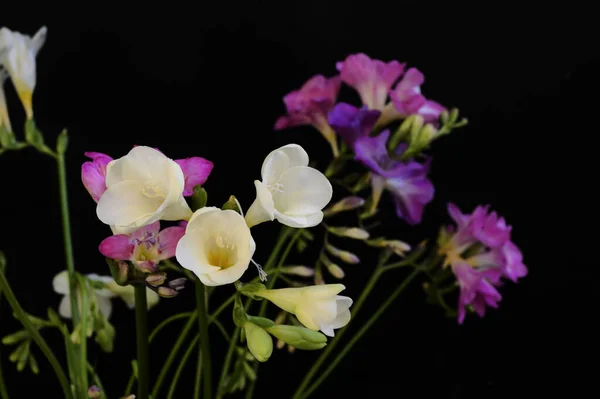 Beautiful Flowers Dark Background Spring Concept Close View — Stock Photo, Image