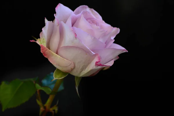 Hermosa Flor Rosa Sobre Fondo Oscuro Concepto Primavera Vista Cercana —  Fotos de Stock