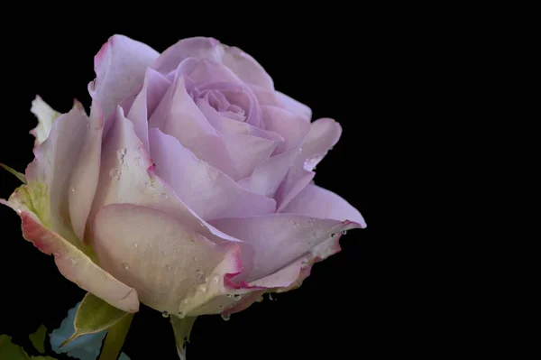 Belle Fleur Rose Sur Fond Sombre Concept Printemps Vue Rapprochée — Photo