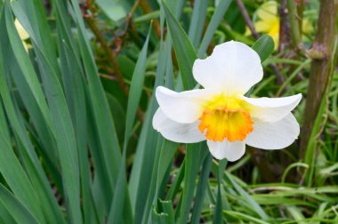 Baharın güneşli günlerinde bahçede yetişen güzel nergis çiçeği. 