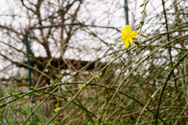 Baharda, güneşli bir günde bahçede büyüyen güzel çiçek. 