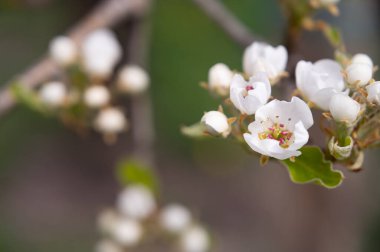 Güzel çiçekli kiraz ağacı dalları, yakın plan, bahar konsepti.  