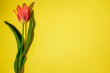 Parlak arka planda güzel lale çiçekleri, bahar konsepti, yakın görüş  