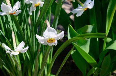 Baharın güneşli günlerinde bahçede büyüyen güzel çiçekler. 