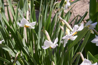Baharın güneşli günlerinde bahçede büyüyen güzel çiçekler. 