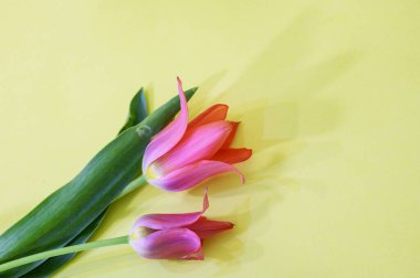 Parlak arkaplanda güzel laleler, bahar konsepti, yakın manzara  