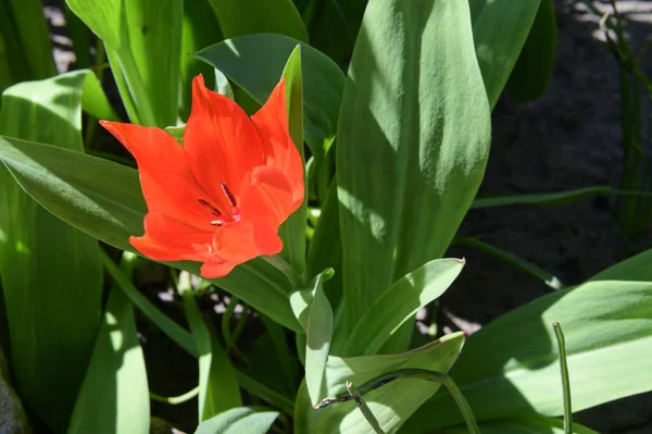 Красивый Цветок Тюльпана Растет Саду Весной Солнечный День — стоковое фото