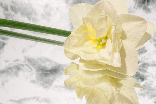 Красивый Цветок Нарцисса Зеркальном Фоне Весенняя Концепция Близкий Вид — стоковое фото