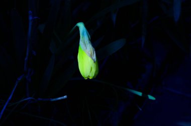 Baharın güneşli günlerinde bahçede yetişen güzel nergis çiçeği. 