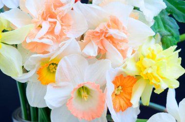 Karanlık arka planda güzel nergisler, bahar konsepti, yakın görüş  