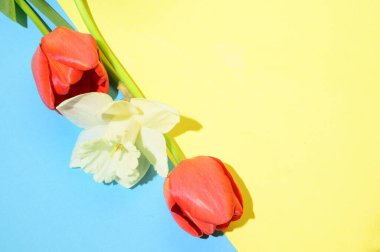 Parlak arka planda güzel çiçekler, bahar konsepti, yakın manzara  