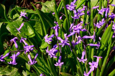 Baharın güneşli günlerinde bahçede büyüyen güzel çiçekler. 