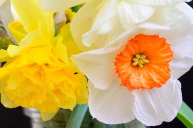 Karanlık arka planda güzel nergisler, bahar konsepti, yakın görüş  