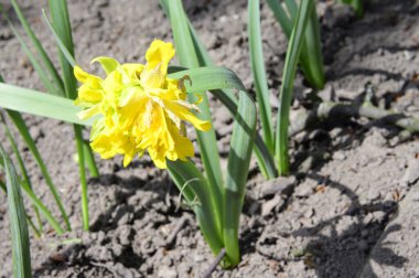 Baharın güneşli günlerinde bahçede yetişen güzel nergisler 
