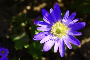 Baharda, güneşli bir günde bahçede büyüyen güzel çiçek. 