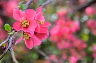 Güzel çiçekli kiraz ağacı dalları, yakın plan, bahar konsepti.  