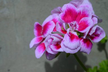 Bulanık arka planda güzel ev çiçekleri, bahar konsepti, yakın görüş  