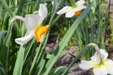 Baharın güneşli günlerinde bahçede yetişen güzel nergisler 