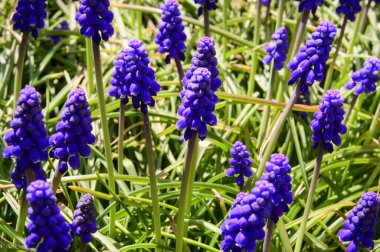 Güneşli baharda bahçede büyüyen güzel fare sümbülleri. 