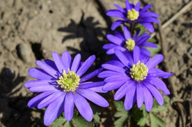 Baharın güneşli günlerinde bahçede büyüyen güzel çiçekler. 