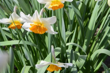 Baharın güneşli günlerinde bahçede yetişen güzel nergisler 
