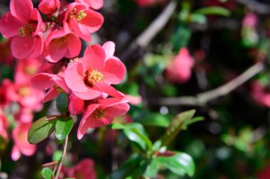 Güzel çiçekli kiraz ağacı dalları, yakın plan, bahar konsepti.  