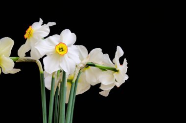 Karanlık arka planda güzel nergisler, bahar konsepti, yakın görüş  
