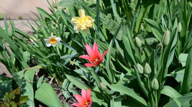 Baharın güneşli günlerinde bahçede büyüyen güzel çiçekler. 