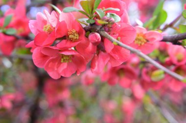 Güzel çiçekli kiraz ağacı dalları, yakın plan, bahar konsepti.  