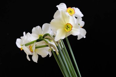 Karanlık arka planda güzel nergisler, bahar konsepti, yakın görüş  