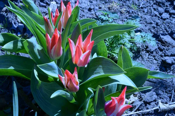 Красивые Тюльпаны Растут Саду Весной Солнечный День — стоковое фото