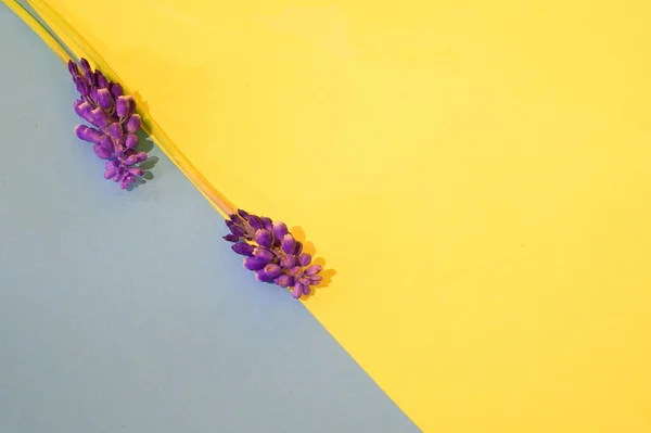 Schöne Blumen Auf Hellem Hintergrund Frühlingskonzept Nahsicht — Stockfoto