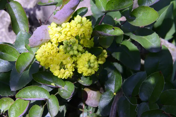 Baharın Güneşli Günlerinde Bahçede Büyüyen Güzel Çiçekler — Stok fotoğraf