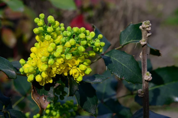 Strauch Von Schönen Blumen Wächst Garten Sonnigen Frühlingstag — Stockfoto