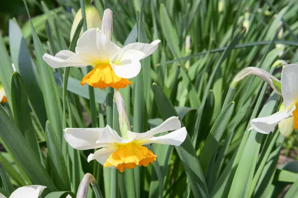 Красивые Нарциссы Растущие Саду Весной Солнечный День — стоковое фото