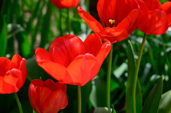 Belles Tulipes Poussant Dans Jardin Printemps Journée Ensoleillée — Photo