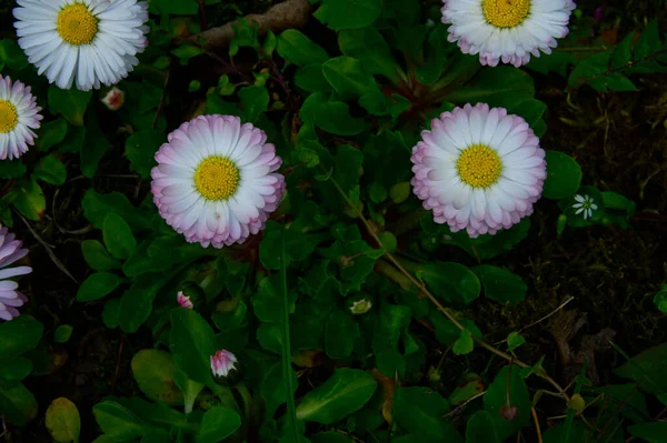ดอกไม สวยงามท บโตในสวนในว นแดดฤด ใบไม — ภาพถ่ายสต็อก