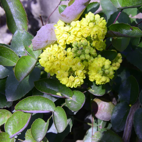 Bush Beautiful Flowers Growing Garden Spring Sunny Day — Zdjęcie stockowe