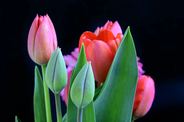 Strauß Schöner Tulpen Auf Dunklem Hintergrund Frühlingskonzept Nahsicht — Stockfoto
