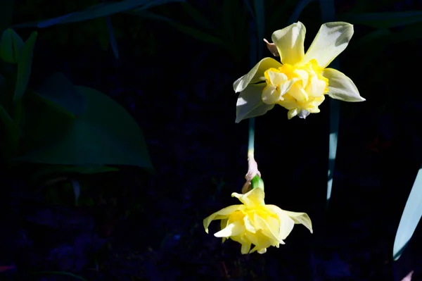 Hermosos Narcisos Creciendo Jardín Día Soleado Primavera — Foto de Stock
